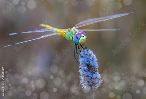 libelula de colores en primavera