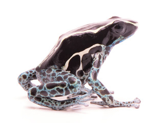 Wall Mural - Deying poison dart frog, Dendrobates tinctorius powder blue. A beautiful small exotic aniaml from the Amazon jungle in Suriname. Isolated on a white backgorund. .