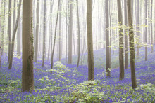 Early Morning Light Spring Forest With Violet Blue Bells In The Foggy Mist. These Wild Flowers Cover The Floor Of The Woods With A Carpet Of Color.. Bluebells Are Beautiful Wildflowers.