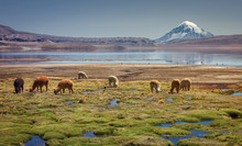 Alpaca's (Vicugna Pacos) Grazing On The Shore Of Lake Chungara At The Base Of Sajama Volcano, In The Northern Chile.