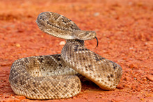 Rattlesnake Free Stock Photo - Public Domain Pictures