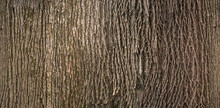 Embossed Texture Of The Brown Bark Of A Tree With Green Moss And Lichen On It. Expanded Circular Panorama Of The Bark Of An Linden.