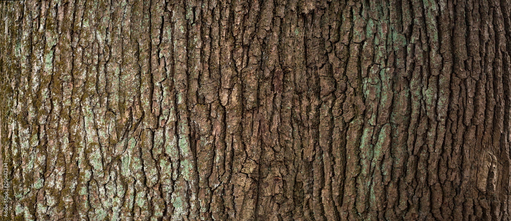 Embossed texture of the brown bark of a tree with green moss and lichen on it. Expanded circular panorama of the bark of an oak. - obrazy, fototapety, plakaty 