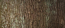 Embossed Texture Of The Brown Bark Of A Tree With Green Moss And Lichen On It. Expanded Circular Panorama Of The Bark Of An Oak.