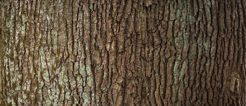 embossed texture of the brown bark of a tree with green moss and lichen on it. expanded circular pan