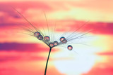 Fototapeta Łazienka - dandelion with drops of water against the sky and the setting sun