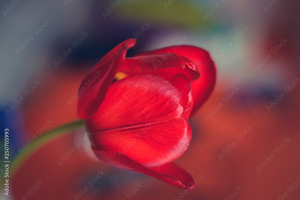 Czerwony tulipan - obrazy, fototapety, plakaty 