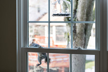 Hungry, Smart, Intelligent Squirrel Climbing On Window Screen Mesh To Birdfeeder, Empty Bird Feeder With Sunflower, White Seeds In Cold Winter Sunny Weather, Virginia