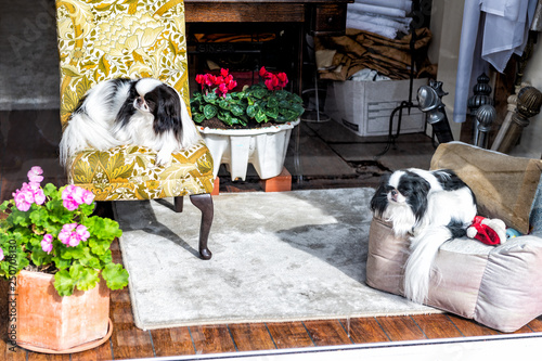 Fotomural Japanese Chin small dog breed pedigree canines resting sitting indoors on chairs