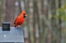 A Single Male Cardinal Bird Is Perching On The Roof Of The Feeder Enjoy Eating And Watching  On Soft Focus Garden Background, Winter In Georgia USA.