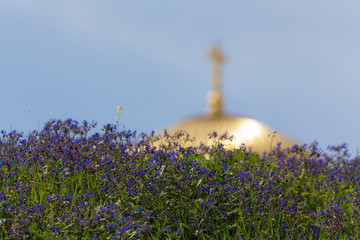 blue spring flowers in the foreground