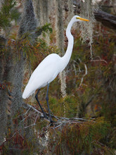 Great Egret In Lake Martin, Louisiana.