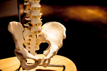 Artificial Skeleton In The Laboratory Closeup Image. Pile Bone In Close-up. Laboratory And Medical Image Concept