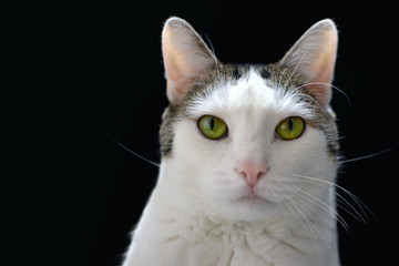 Wall Mural - Close up head portrait of a white cat with tabby spots, bright green eyes and pink nose on black background