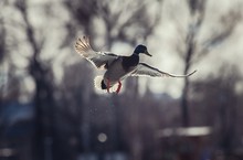 Duck Mallard Fly Winter Nature Action Life