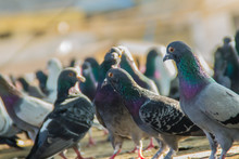 Crowd Of Pigeon On The Walking Street In Bangkok, Thailand. Blurred Group Of Pigeons Fight Over For Food, Many Struggle Pigeons Near Temple In Thailand. Selective Focus