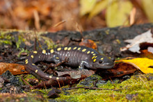 Spotted Salamander - Ambystoma Maculaum
