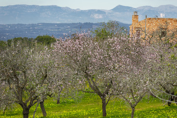 Wall Mural - Almond blossom in Mallorca