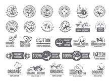 Natural Organic Cotton, Pure Cotton Vector Labels Set. Hand Drawn, Typographic Style Icons Or Badges, Stickers, Signs. Isolated White Background