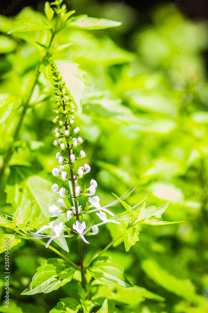 White flower of Orthosiphon aristatus with green leaves background ...