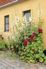 Alcea Rosea (common Hollyhock) Are Popular Garden Ornamental Plant.