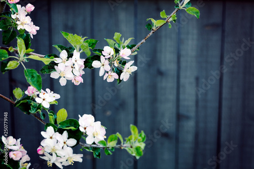 White tree flowers on wooden background