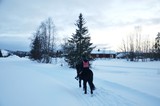 Fototapeta Miasto - Laponie finlandaise : Balade en Tölt (Chevaux islandais)