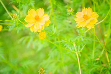 Beautiful yellow cosmos flower (Cosmos sulphureus) in the meadow field. Cosmos sulphureus is also known as sulfur cosmos and yellow cosmos and native to Mexico.