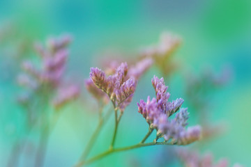 Wall Mural - Violet flowers on blurred background. Macro. beautiful flower limonium in delicate green and blue tones. Design flowers in spring and summer.