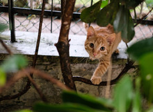 Sweet Wild Orange Striped Cat Portrait In Rome