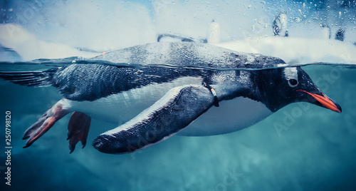 Fotomural Gentoo penguin swimming marine life underwater ocean / Penguin on surface and di