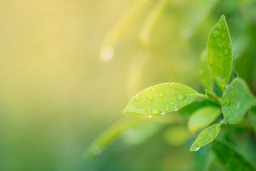 Wall Mural - Closeup nature view of green leaf in garden at summer over sunlight with in the morning. Natural green plants using as a background or wallpaper.