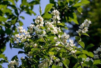 Poster - Beautiful blossoming branch of jasmine in garden