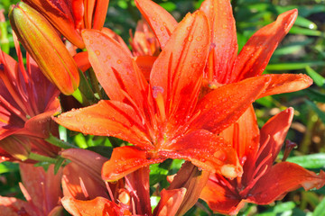 Sticker - Cultivated lily 5