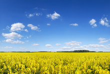 Idyllic Landscape, Yellow Colza Fields Under The Blue Sky And Wh