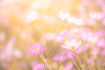 pink flowers in the garden