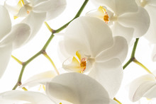 White Orchid Flowers, Macro