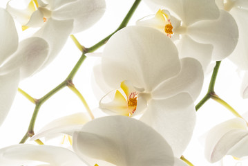 white orchid flowers, macro