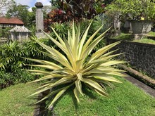 Plante D'agave Vert Et Jaune Dans Un Jardin à Bali