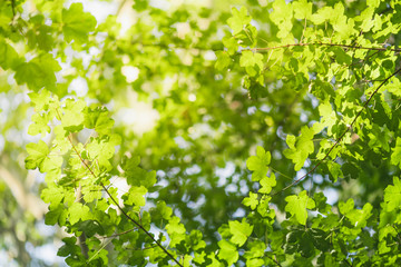 Wall Mural - closeup nature green leaf on blurred background with copy space, ecology concept.