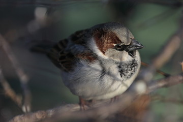 sparrow on branch