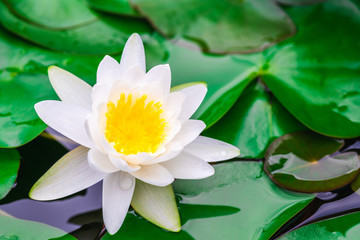 Wall Mural - beautiful white waterlily or lotus flower in pond
