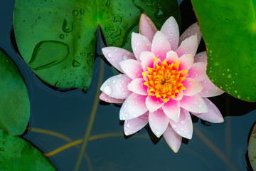 Wall Mural - beautiful pink waterlily or lotus flower in pond.