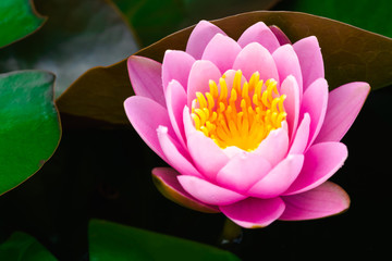Wall Mural - beautiful pink waterlily or lotus flower in pond.