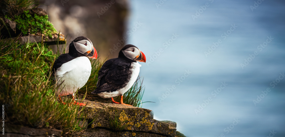 Wild Atlantic puffin seabird in the auk family. - obrazy, fototapety, plakaty 