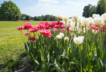 Red and white tulips in spring Park on Elagin island , St. Petersburg .