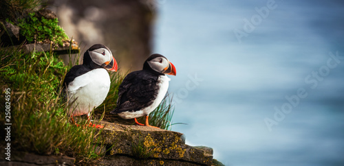 Fotografía Wild Atlantic puffin seabird in the auk family.