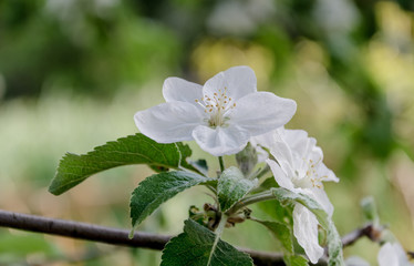 blooming century fruit tree