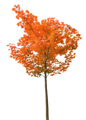 small orange and green autumn maple on white