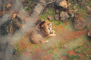  Nice portrait of a lion yawning. Animal